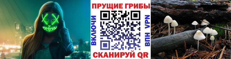 где купить наркоту Мамадыш Псилоцибиновые грибы Psilocybine cubensis